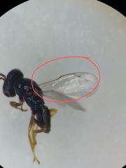 Dirhicnus ramealis