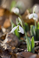 Galanthus elwesii