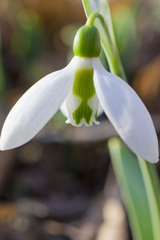 Galanthus elwesii