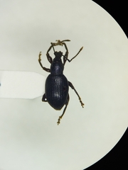 Dirhicnus ramealis