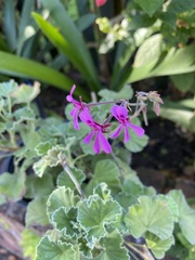 Pelargonium reniforme