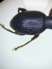 Dirhicnus ramealis