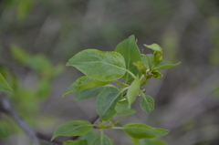 Pyrus communis