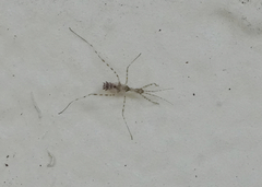 Stenolemus fraterculus