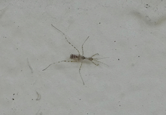 Stenolemus fraterculus