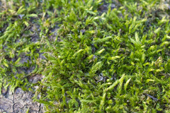 Brachythecium albicans