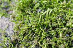 Brachythecium albicans