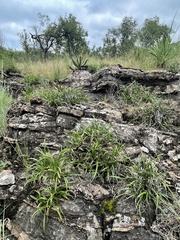 Xerophyta adendorffii