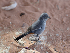Curruca subcoerulea cinerascens