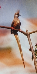 Colius striatus