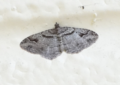 Costaconvexa centrostrigaria