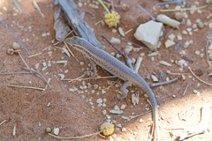 Trachylepis spilogaster