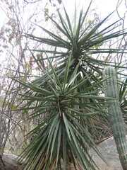 Yucca capensis