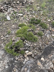 Xerophyta adendorffii