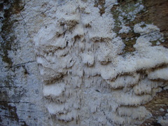 Rigidoporus corticola
