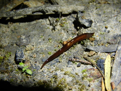 Geoplanidae