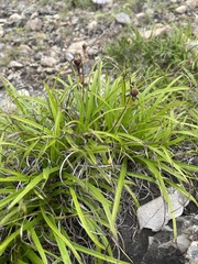 Xerophyta adendorffii