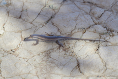 Trachylepis spilogaster