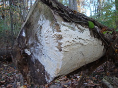 Rigidoporus corticola