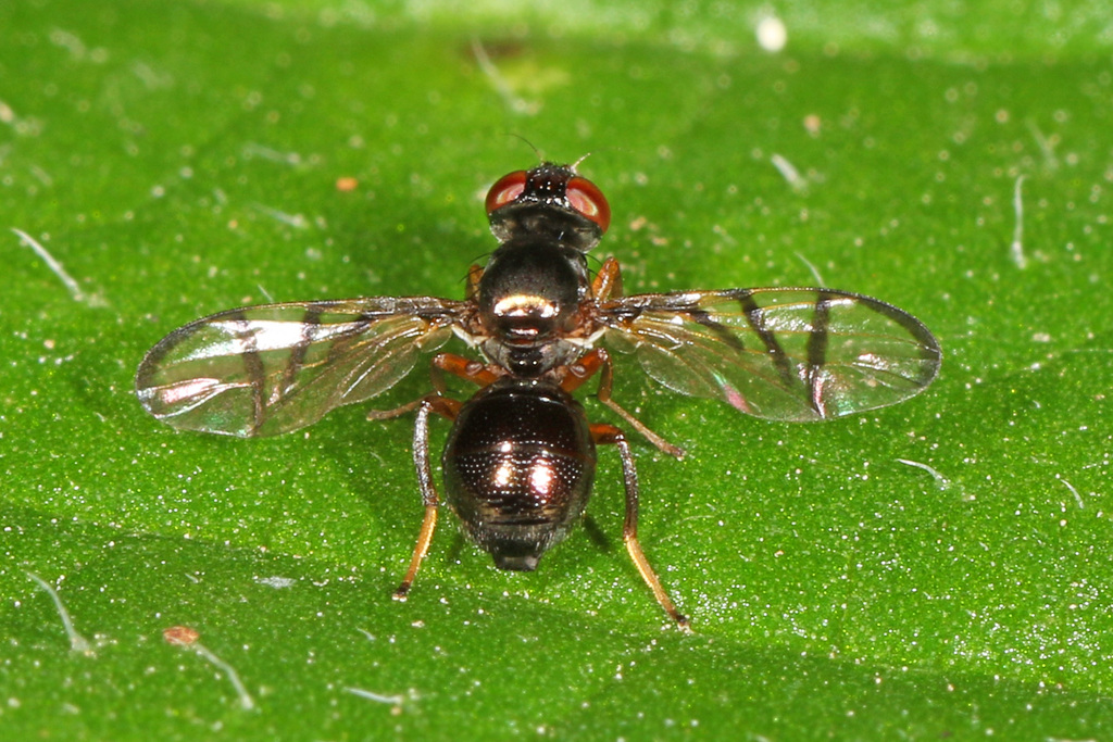 Rivellia cognata