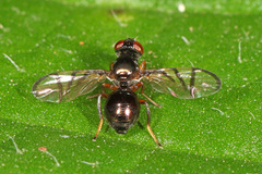Rivellia cognata