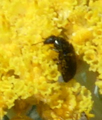 Anthaxiini