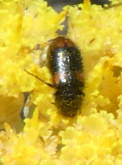 Coleoptera