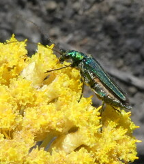 Oedemera nobilis