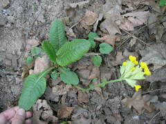 Primula veris macrocalyx