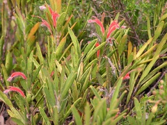 Adenanthos barbiger