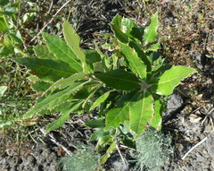Quercus ilex