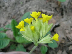 Primula veris macrocalyx
