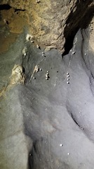 Cuacuba ribeira