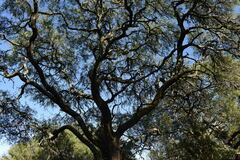 Prosopis nigra