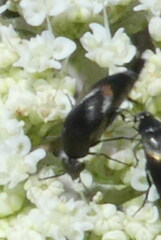 Coleoptera