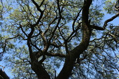 Prosopis nigra