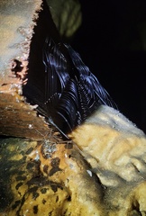 Cuacuba ribeira