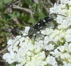 Chlorophorus sartor