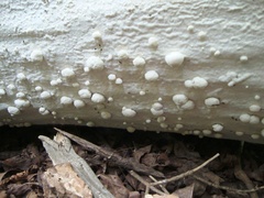 Agaricomycetes