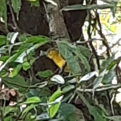 Iole indica