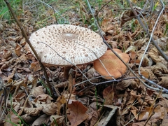 Macrolepiota procera
