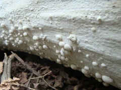 Agaricomycetes
