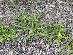 Xerophyta adendorffii