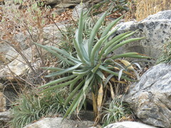 Agave aurea