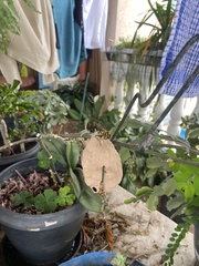 Sceliphron fistularium