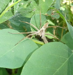 Pisaura