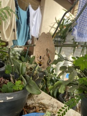 Sceliphron fistularium