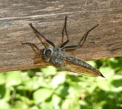 Asilinae