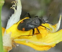 Closterotomus cinctipes