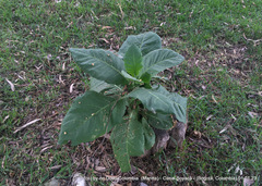 Nicotiana tabacum